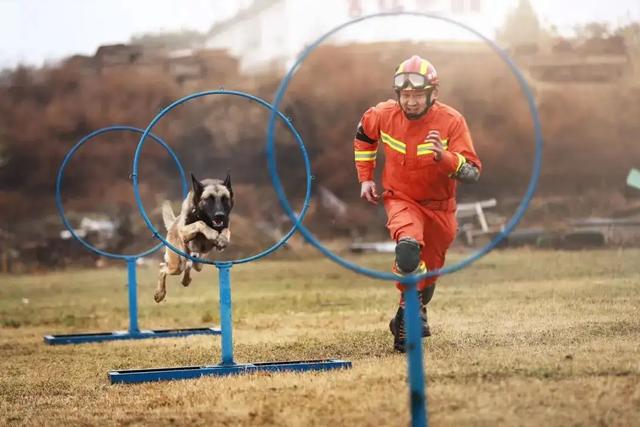 搜救犬多厉害？500平方米1滴血，搜救犬用时87秒就找到