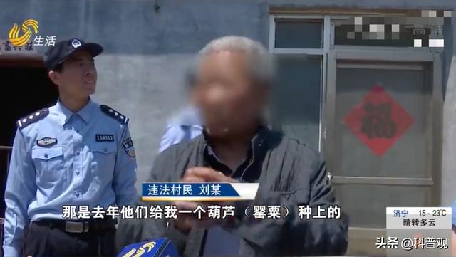 屡次发生！村民种罂粟近千株，炒菜当味精放，殊不知已经犯法