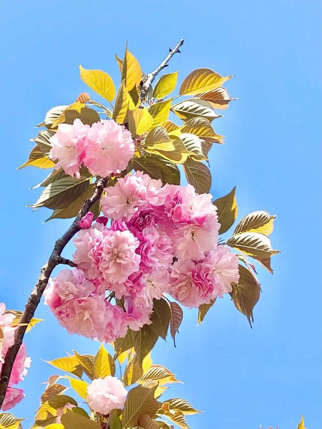 樱花开了，美得一败涂地，它诠释了什么是开始，什么是灿烂