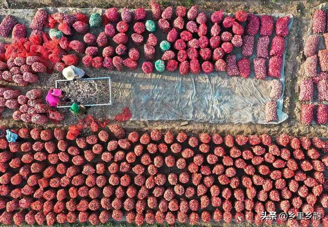 大蒜收获在即，今年大蒜是“狠”还是“贱”，蒜农要有定力