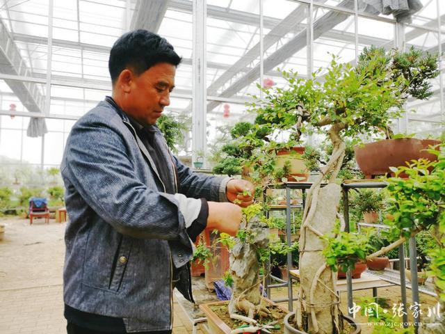 【奋进新征程 建功新时代——喜迎省第十四次党代会】大阳镇：花卉种植铺就乡村振兴路