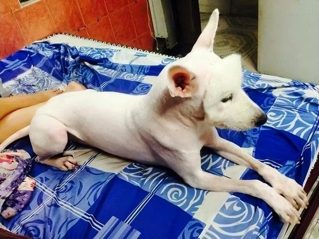 狗狗剃脚毛的危害(狗狗长期剃毛有坏处吗)-艾拉狗狗乐园