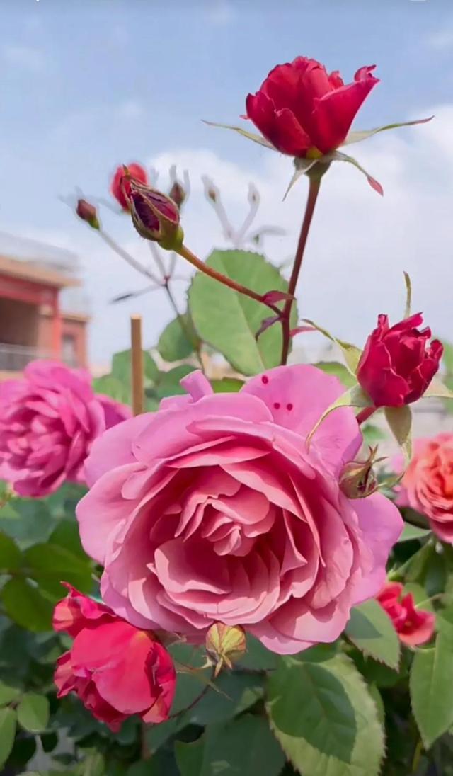 一夜牡丹开，春风满地裁。谁知花有意，独占自然来
