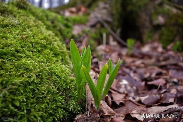 野菜种类