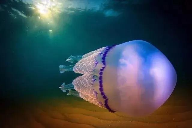 十个最无毒的水母图片