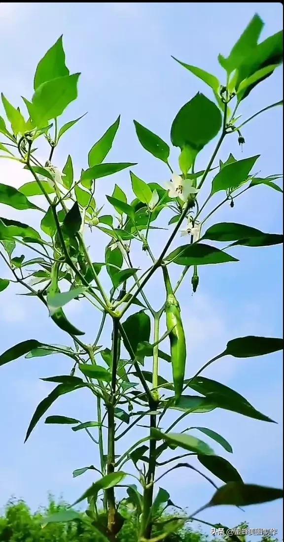 鲜花，因盛开而芬芳，因走过而醉人