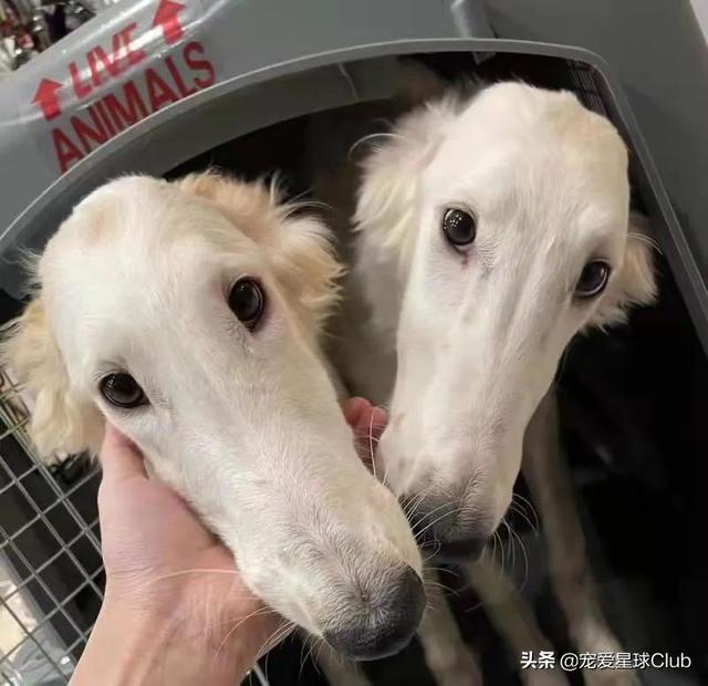 俄罗斯狼犬 俄罗斯狼犬（俄罗斯狼犬守护神） 动物