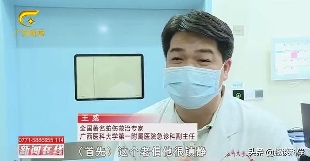 扔石头惹怒眼镜王蛇！七旬老伯被追咬，两招捡回一命，医生：万幸