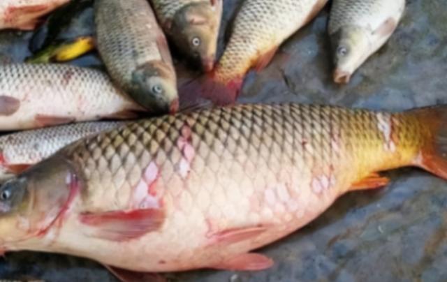 含“寄生虫”最多的3种鱼，没营养还贵，很多人还天天吃