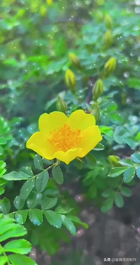 花有花的香，朵有朵的美，置身花海无所想，醉于芬芳中