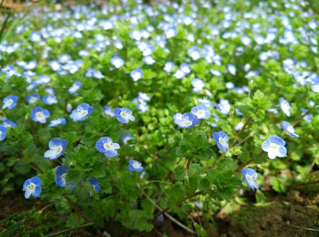 花卉知识