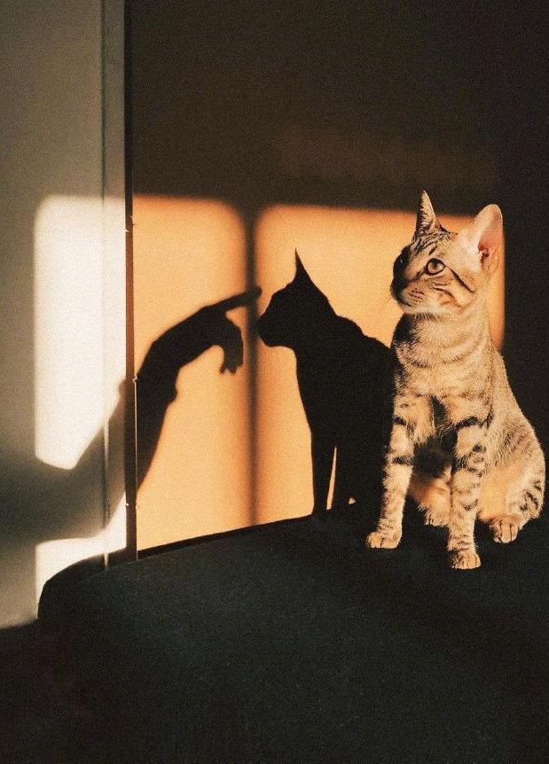 ȦİӣԸģշ