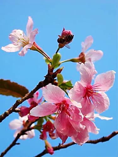 桜花