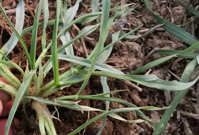 近几天气温高，可以喷施小麦除草剂了，但遇到这5种情况不能打3