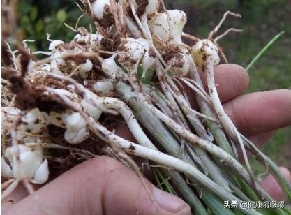 春分过后，野菜香，多吃这5种，下火、祛湿、排毒，少遭病魔侵扰