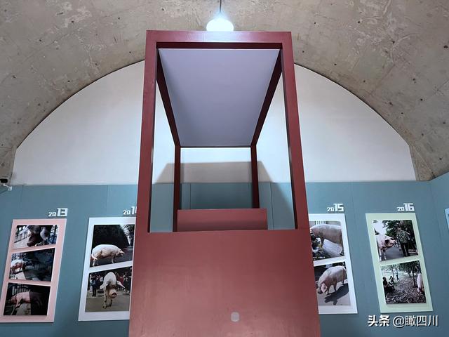 “猪坚强”标本预计5月12日展出