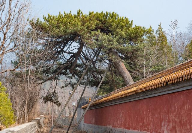 如果没有木匠皇帝，直接让崇祯继位，结局会不会不一样？