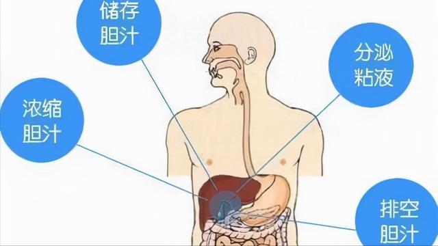 别再把消化不良当胃病！或许是胆囊不好了，听听医生怎么说