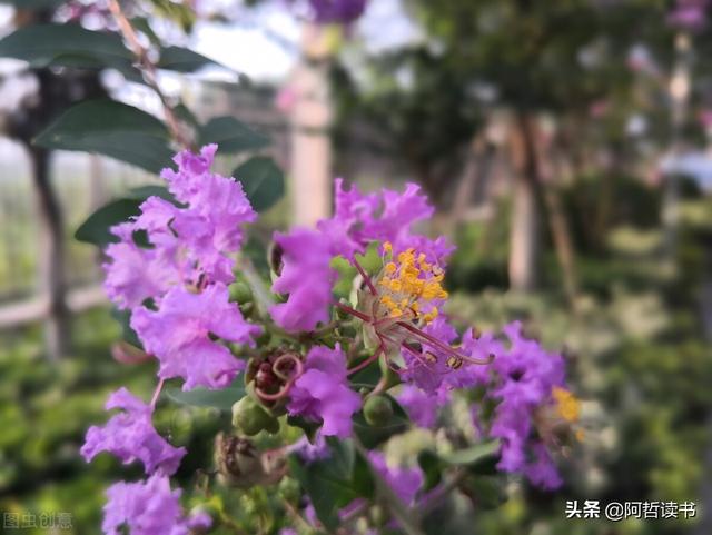听风听雨听疫情，小城昨夜又东风，看花赏景乐融融