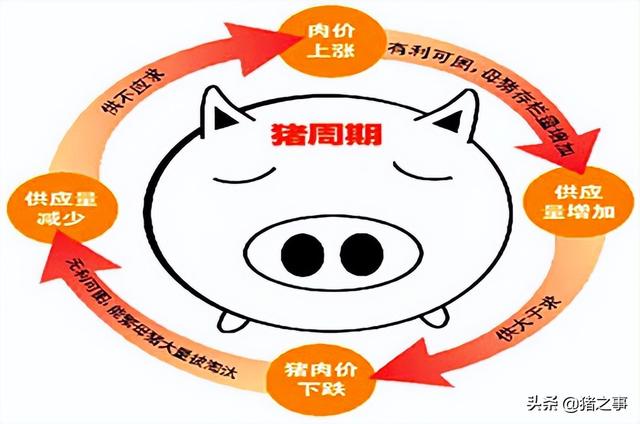 果然！猪价“冲高回落”，会大幅回落到上涨前吗？对此你怎么看？