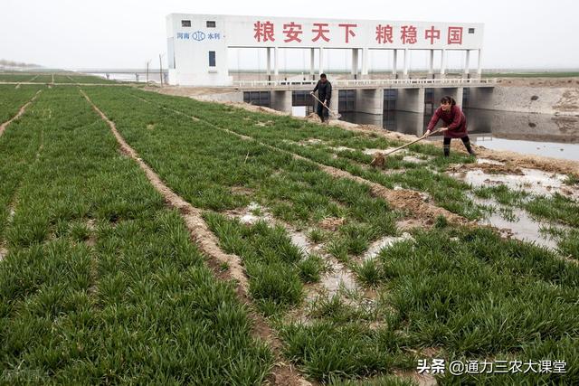 小麦返青肥一定要配胺鲜酯吗？这个高产施肥方案，每亩多收300斤