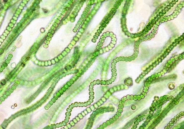 石油是古生物形成的？一个油田上亿吨石油，有那么多古代生物吗？