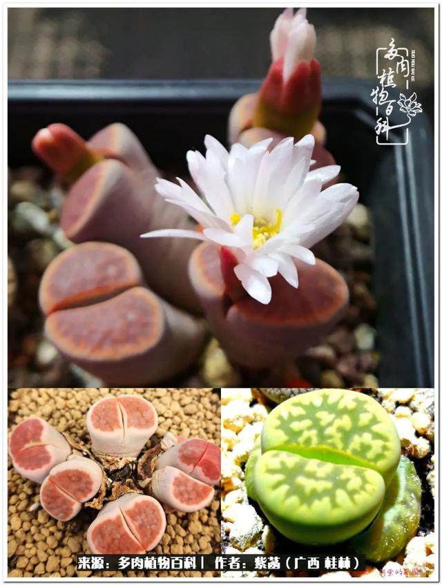郑州新型泥土洗砂机