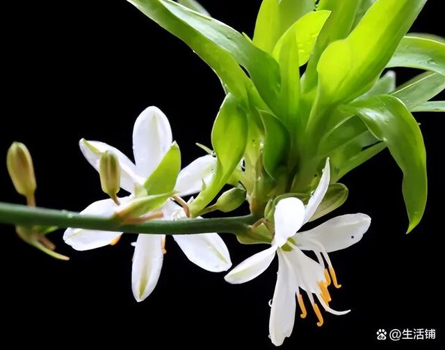 吊兰开花 吊兰开花（吊兰开花预示着什么） 生活