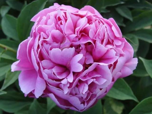 花的世界，芬芳美丽；醉了眼眸，美了心情
