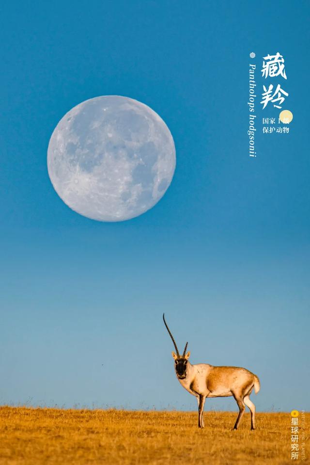 黄石洗砂机哪家便宜