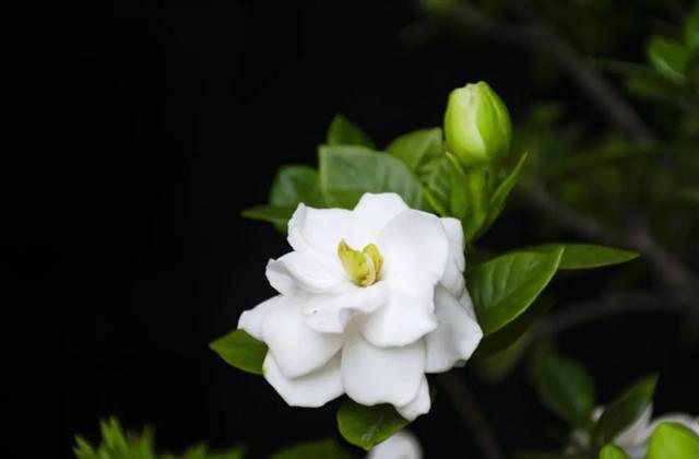 栀子花开代表什么意思