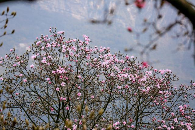 四川百年古树辛夷花春意盎然 含苞待放 新闻时间