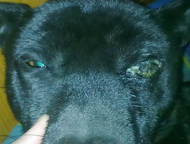 狗狗老有黄色眼屎(狗狗老有黄眼屎是怎么回事)-艾拉养犬