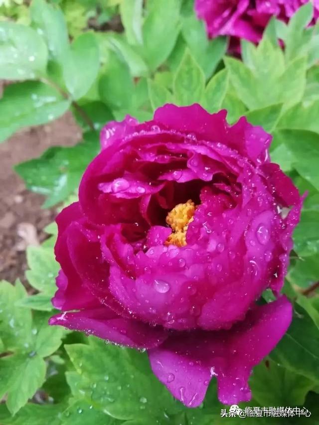 雨后河州牡丹 水珠欲滴 太美了