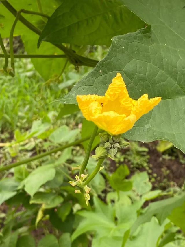 时间真快 又到了花开的季节 走一波 Zh中文网