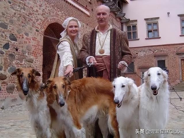 俄罗斯狼犬