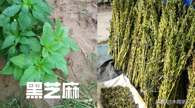 芝麻