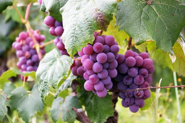 大盘点：20种保护您免受癌症侵害的常见食物