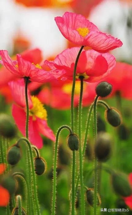 花儿在灿烂地微笑，鸟儿在快乐地欢叫，我的心情，像吃了蜜一样甜
