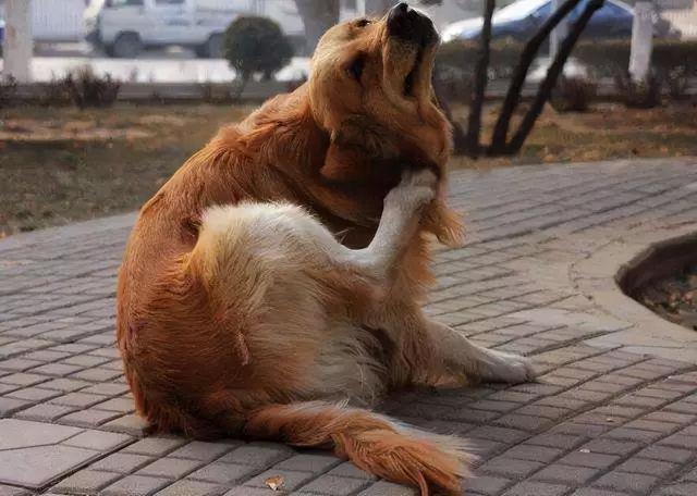 狗狗身上痒一直抓(狗身上痒三个月了)-艾拉养犬