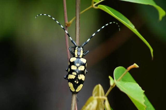 天牛科昆虫有哪些(国家二级保护动物天牛)-禾马农业网