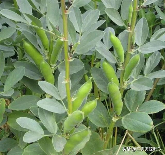 怎么科学的种植与防治蚕豆病虫害的方法详解2