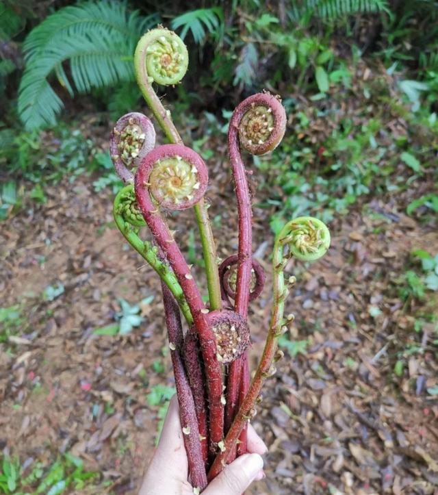 野菜有哪些