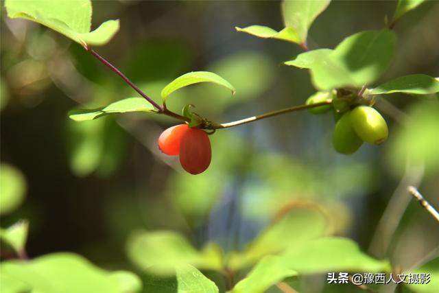 大妈用一辈子心血修筑深山花园，果树花草围绕，藤叶制成绝味美食