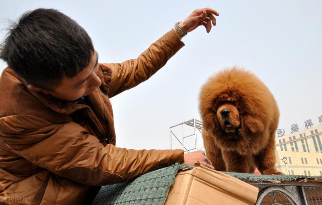 比特犬藏獒 比特犬藏獒（比特犬斗狗全新视频） 动物