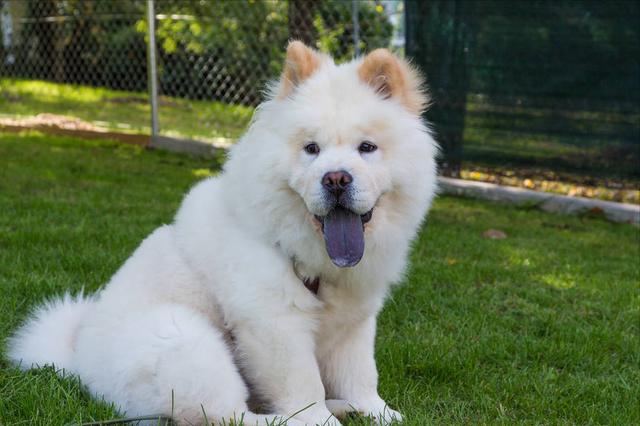 鬆獅犬,毛色稀有的帥氣鬆獅犬(鬆獅犬的優缺點)