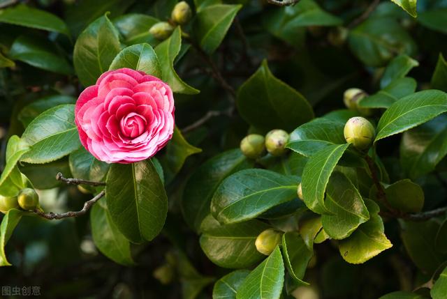 茶花凤仙