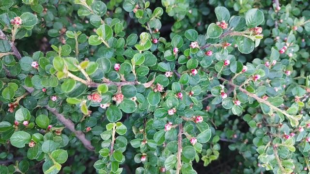 平枝栒子花偷偷露出了笑容