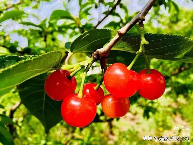 七言：暮春·樱桃红