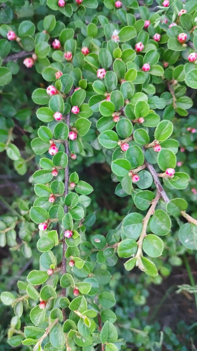 平枝栒子花偷偷露出了笑容